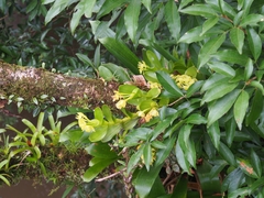 Epidendrum hunterianum
