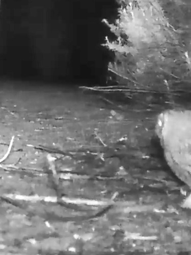 Western Screech-Owl observed by bewickwren
