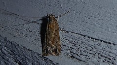 Eudonia submarginalis