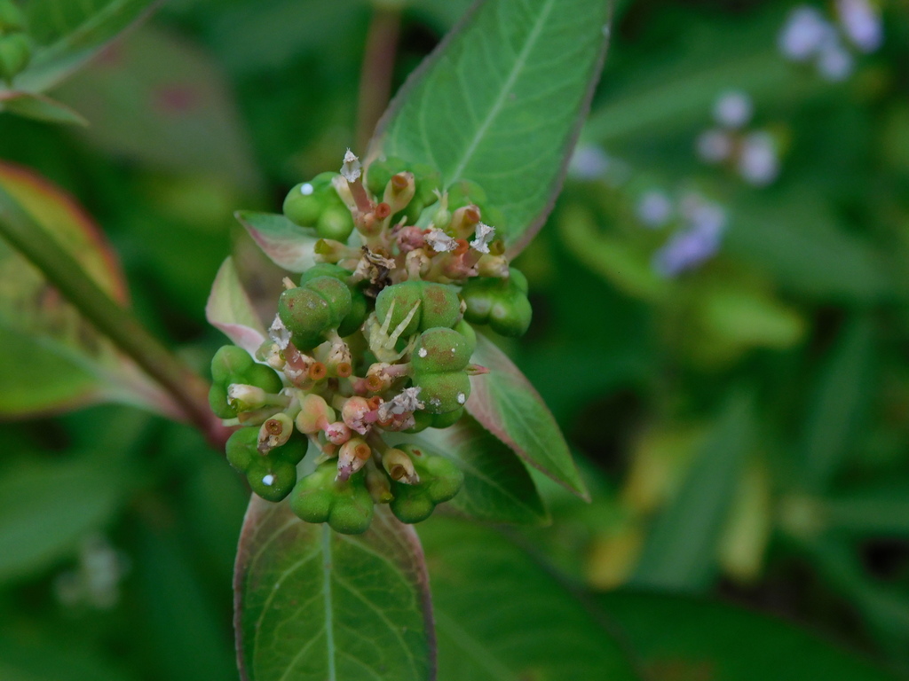 Japanese poinsettia (Euphorbia heterophylla)