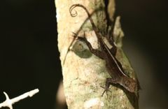 Anolis homolechis