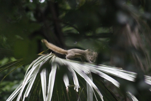Callosciurus notatus