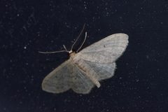 Scopula nesciaria