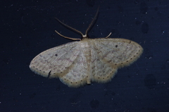 Scopula nesciaria