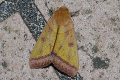 Ophiusa trapezium