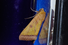 Ophiusa trapezium