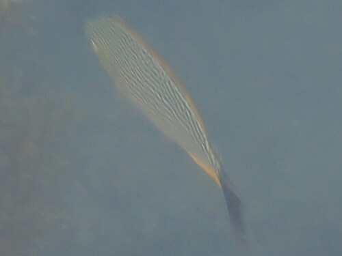 Siganus javus