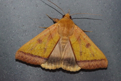 Ophiusa trapezium