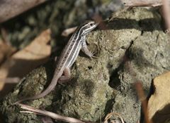 Leiocephalus cubensis