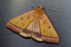 Ophiusa trapezium
