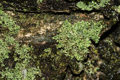 Physcia dubia