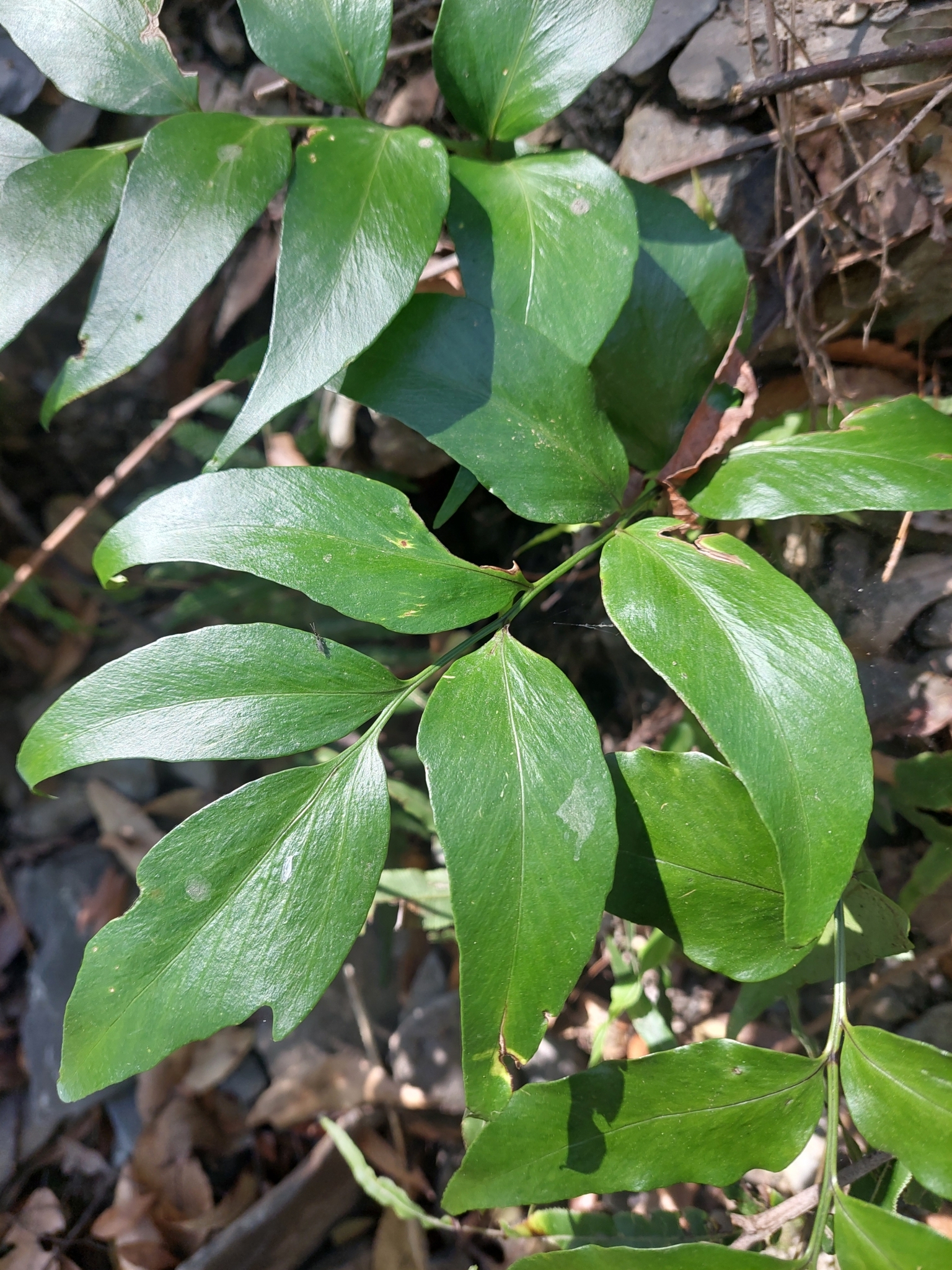 Sickle-Leaved Holly Fern (Cyrtomium devexiscapulae)