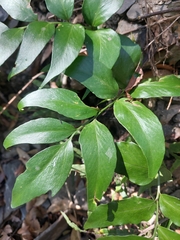 Cyrtomium devexiscapulae