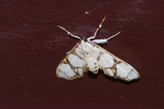 Cirrhochrista kosemponialis