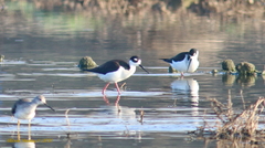 Himantopus mexicanus