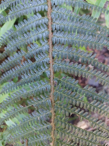 Polystichum parvipinnulum, photograph 5