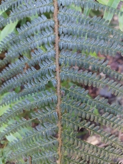 (c) Jason, some rights reserved (CC BY) Polystichum parvipinnulum, photograph (c) Jason, some rights reserved (CC BY)