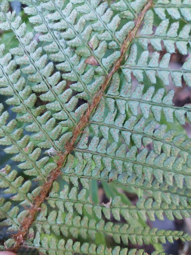 Polystichum parvipinnulum, photograph 6