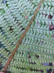 Polystichum parvipinnulum, photograph (c) Jason, some rights reserved (CC BY)