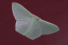 Thalassodes intaminata