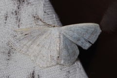 Scopula coniaria