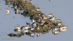 Charadrius vociferus