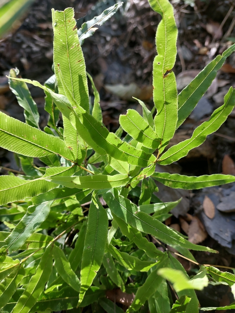Cây dương xỉ ánh tuyết – Pteris cretica