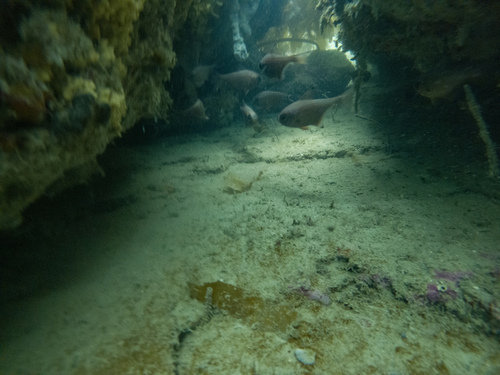 Silver sweeper (Pempheris adspersa) — Pempheridae — 4