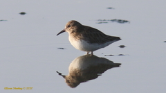 Calidris minutilla