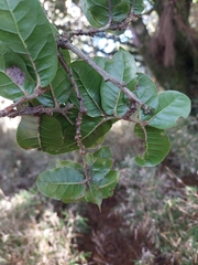Quercus spinosa, photograph (c) Jason, some rights reserved (CC BY)