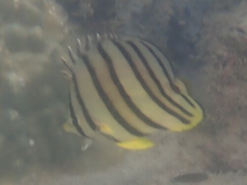 Chaetodon octofasciatus