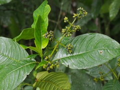 Palicourea brachiata