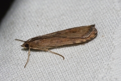 Nomophila noctuella