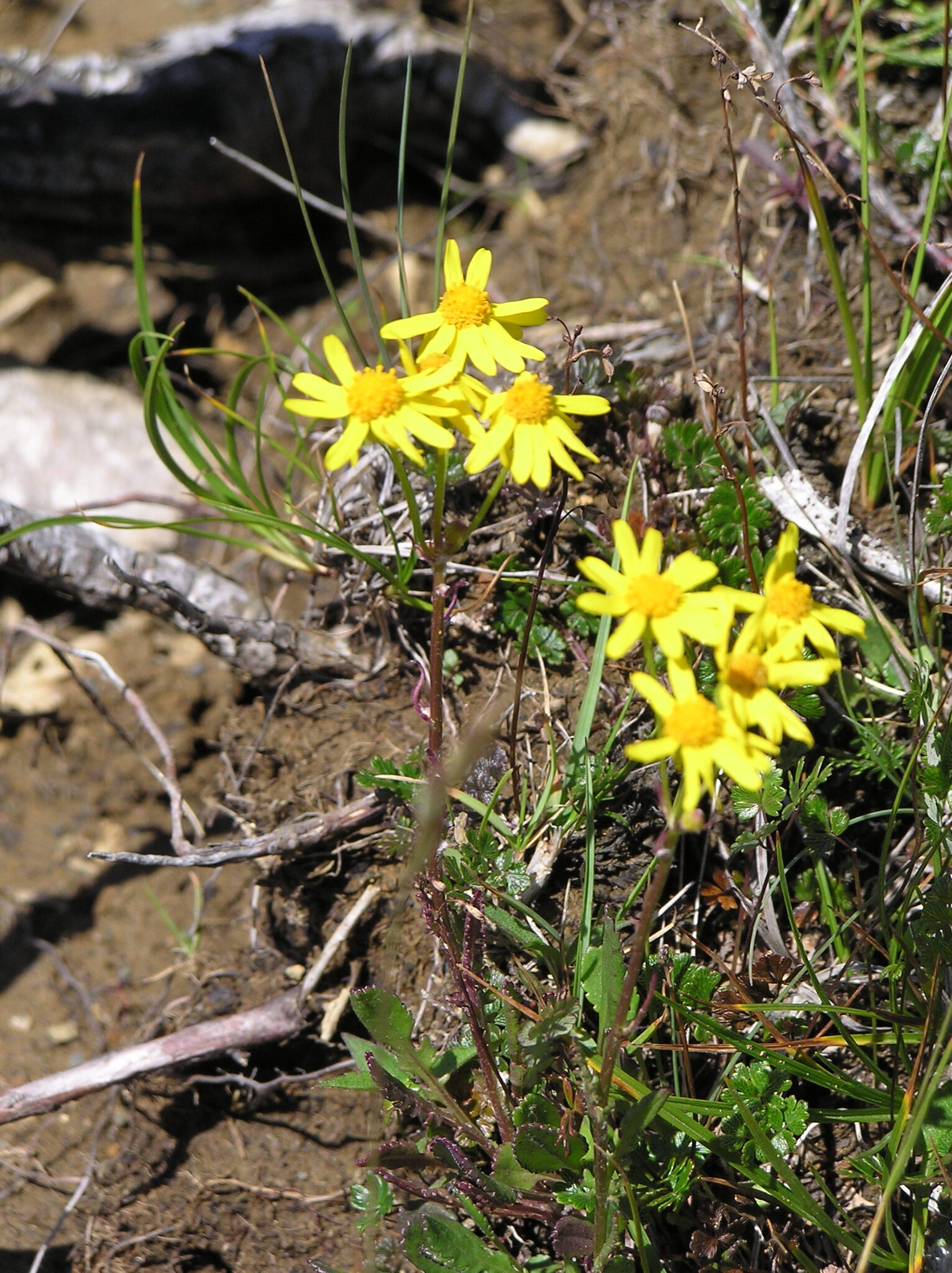 Balsam Groundsel (Packera paupercula)