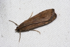 Nomophila noctuella