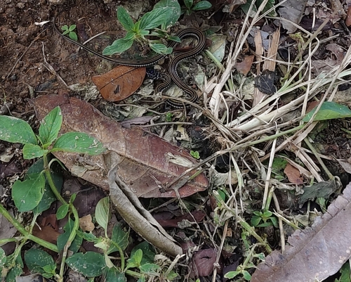 Xenochrophis vittatus