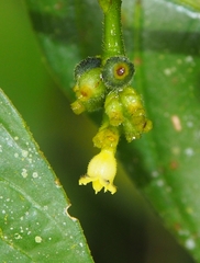 Palicourea brachiata