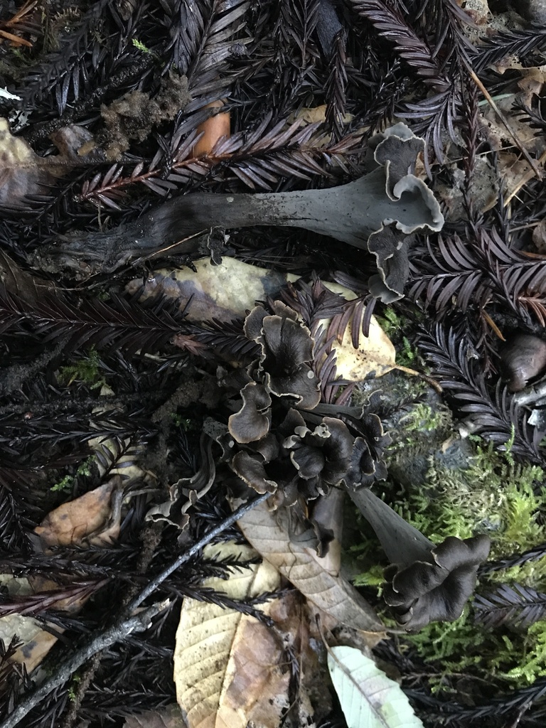 Craterellus calicornucopioides · January 2026 · photo: © paganka (iNaturalist, cc-by-nc)