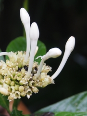 Palicourea tetragona