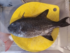 Canthidermis maculata