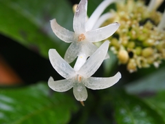 Palicourea tetragona