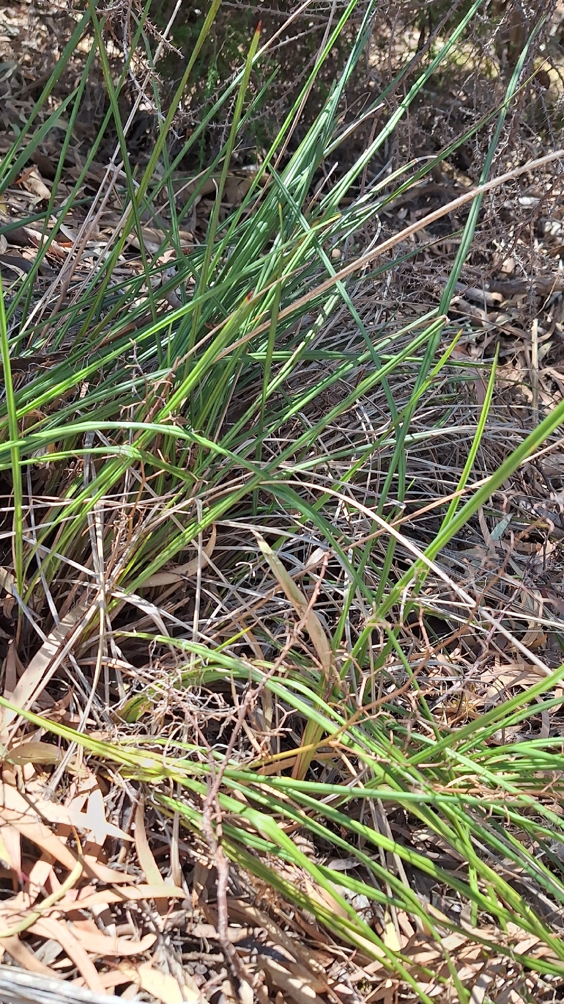 Coast Flax-Lily (Dianella brevicaulis)