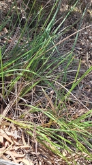 Dianella brevicaulis, photograph author not stated, no rights reserved
