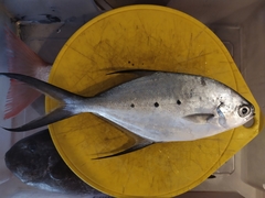 Trachinotus baillonii