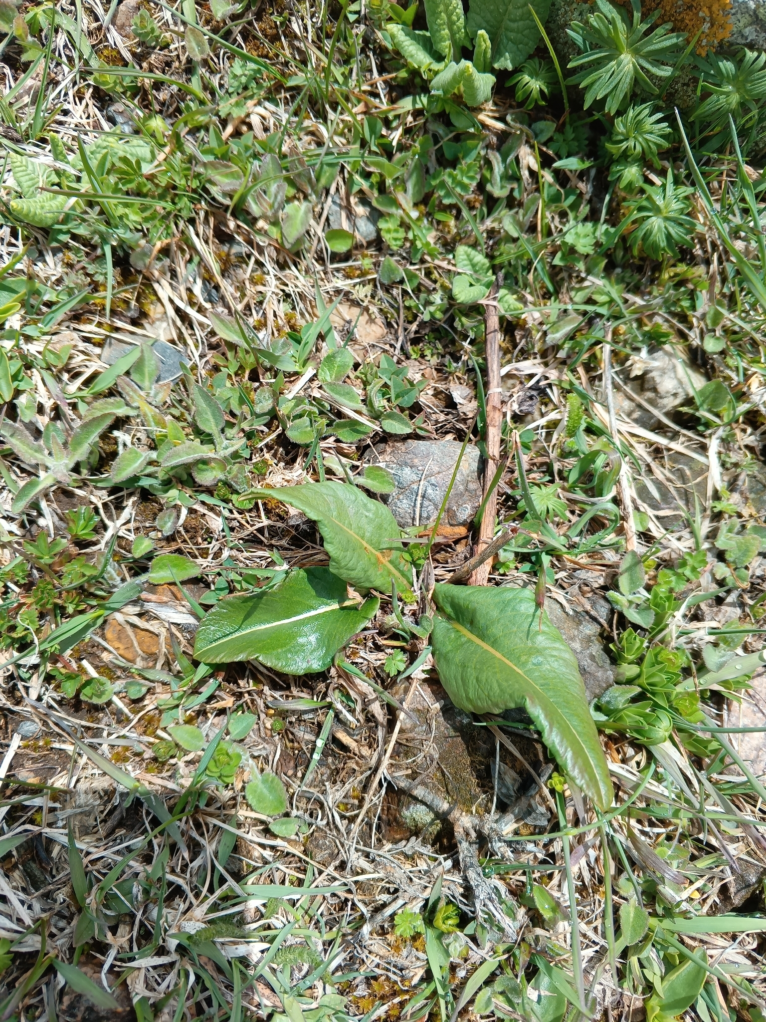 Bistorta carnea