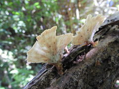 Flabellophora