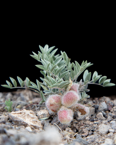 Loa milkvetch (Astragalus welshii)