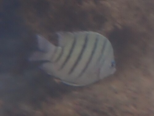 Abudefduf bengalensis