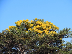 Handroanthus chrysanthus