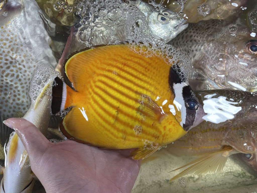 Butterflyfish (Chaetodon wiebeli) — Chaetodontidae